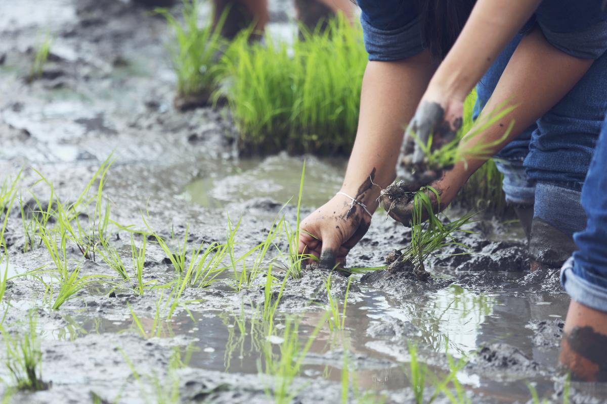 Siembra cultivo arroz. Fuente: Freepik