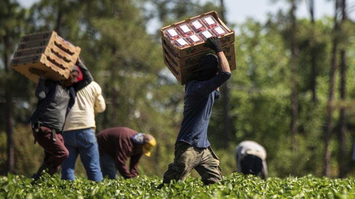 Trabajadores del sector agrario