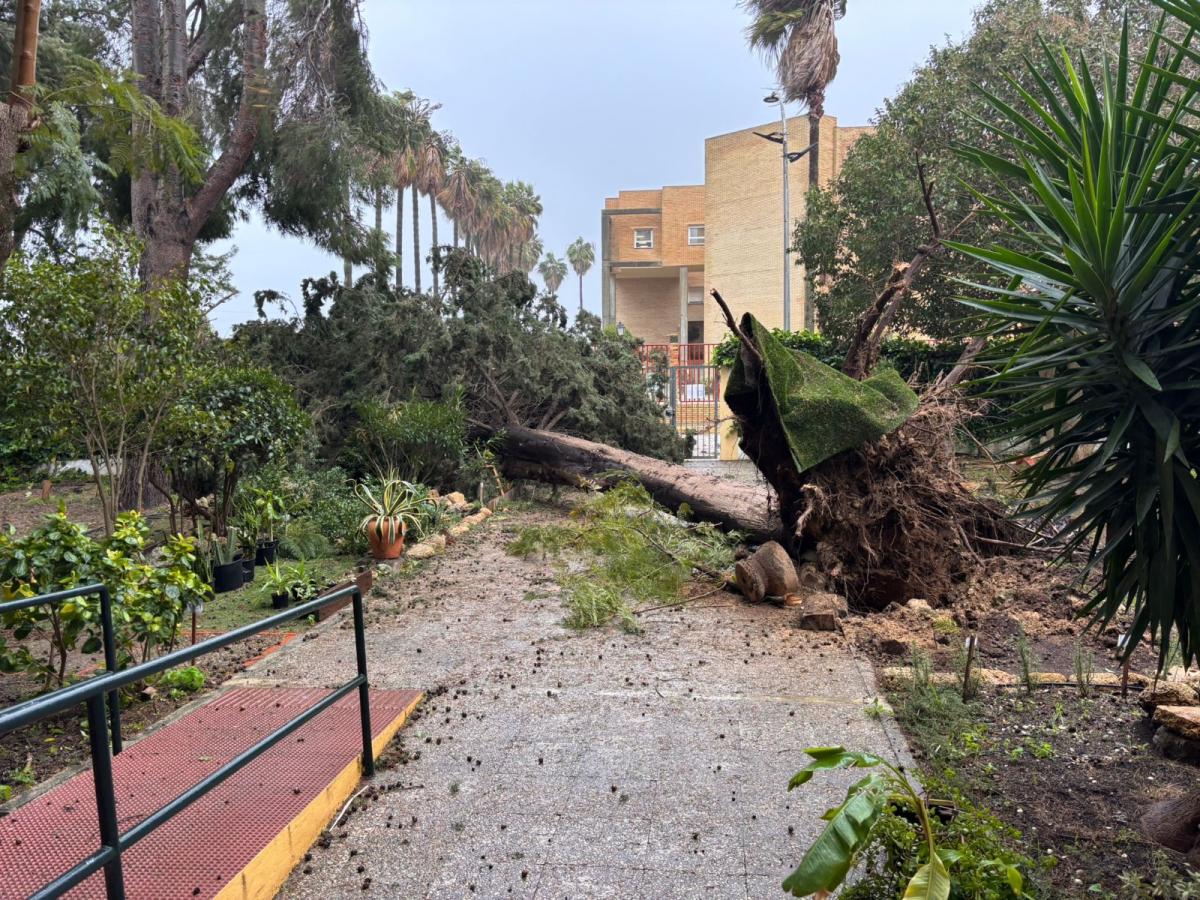 Caída de árbol en el acceso al edificio principal en el IES LAS BANDERAS, El Puerto de Santa María en horario lectivo durante el día 28 de enero de 2026.