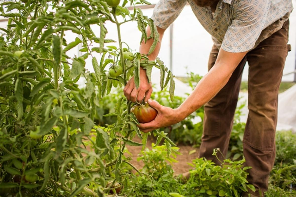 Agricultor. Fuente: freepik