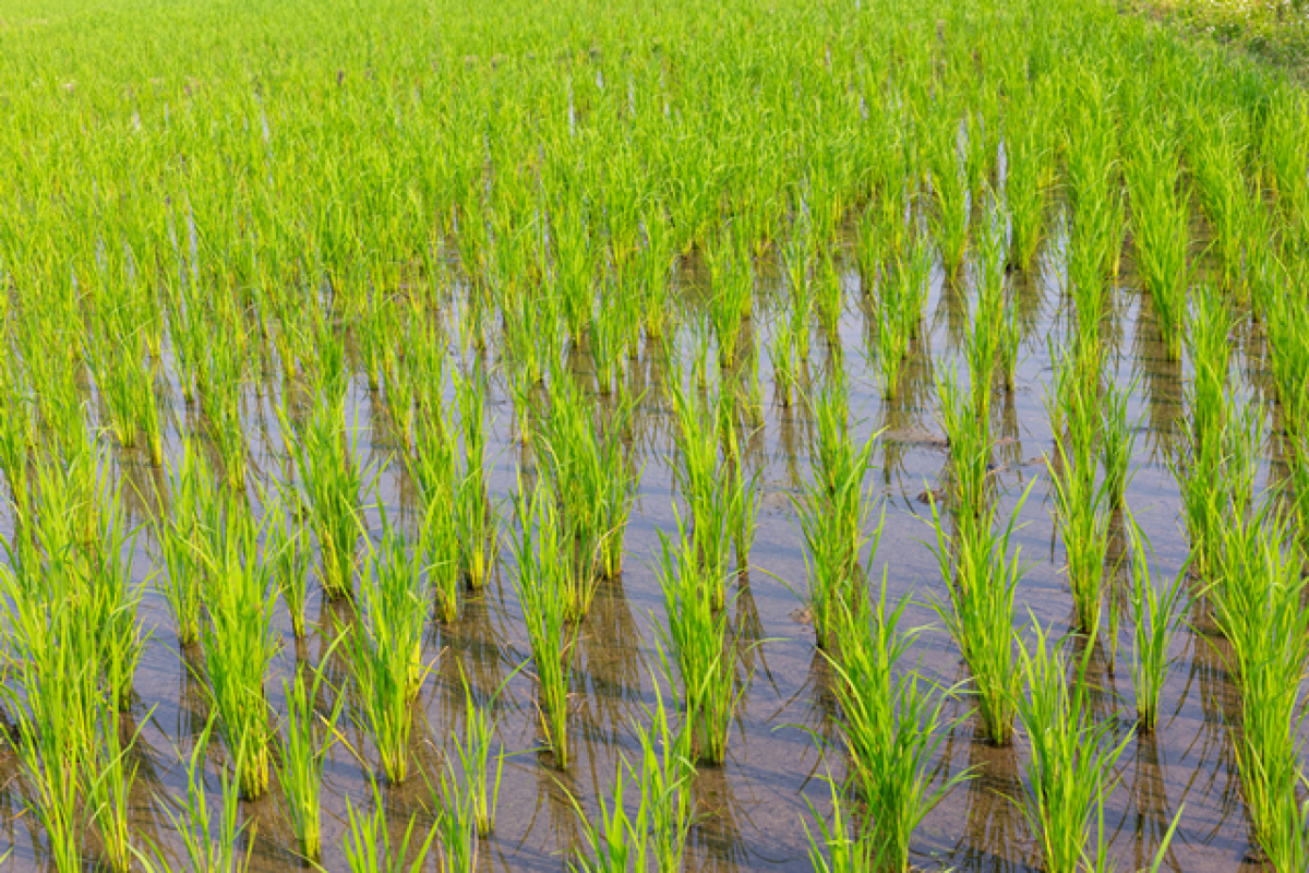 Campo de arroz. Fuente: Freepik
