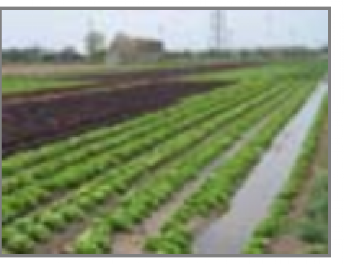 Campaas agrcolas