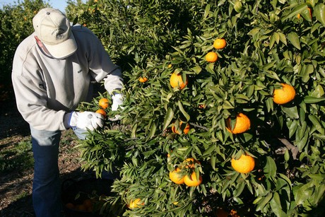 Recoleccin de la naranja